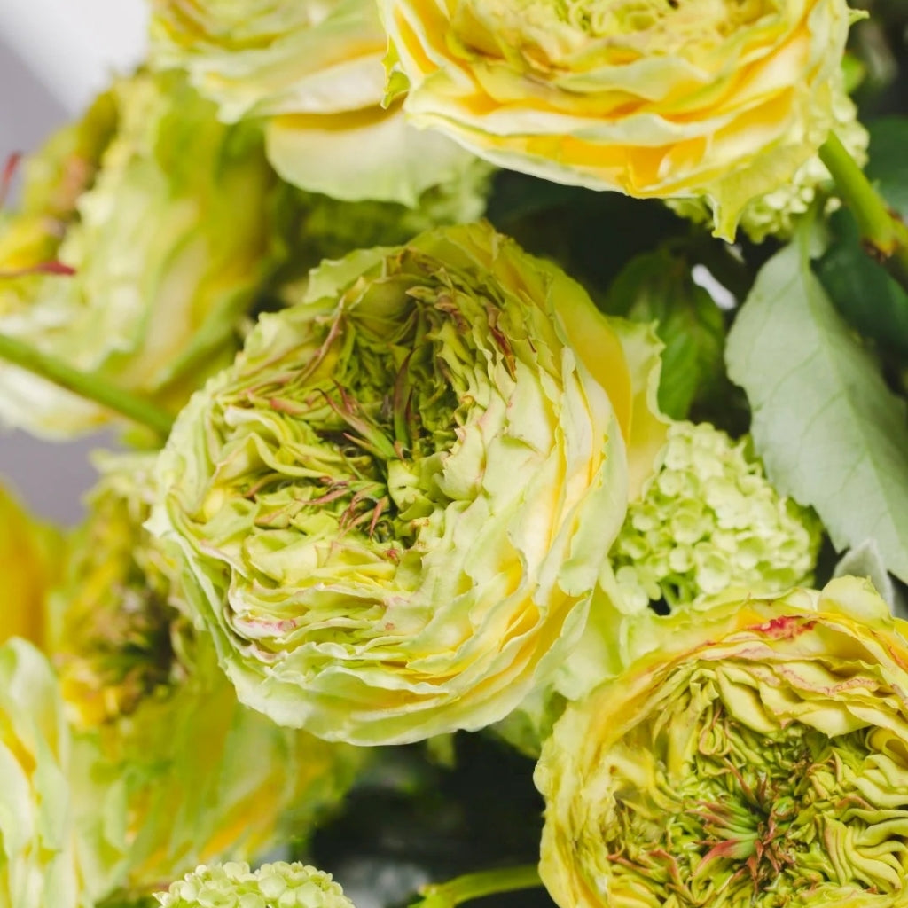 Green Eye Rose