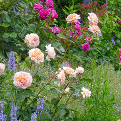 Grossherzogin Luise Rose