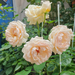 Gruaud Larose Rose
