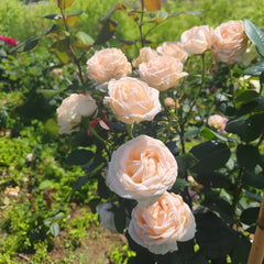 Gruaud Larose Rose