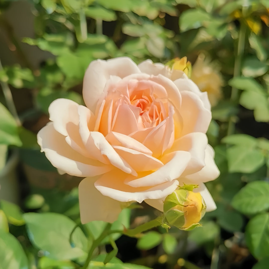 Gruaud Larose Rose