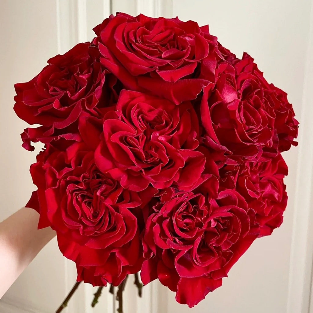 Deep Red Heart Roses Hearts Hybrid Tea Rose | Velvet Crimson Blooms, Year-Round Flowers ...