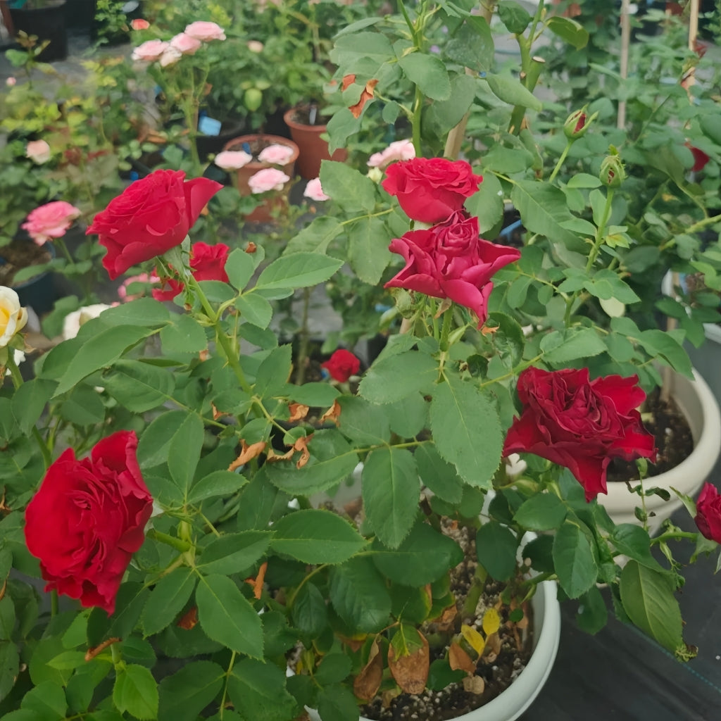 Hearts Rose