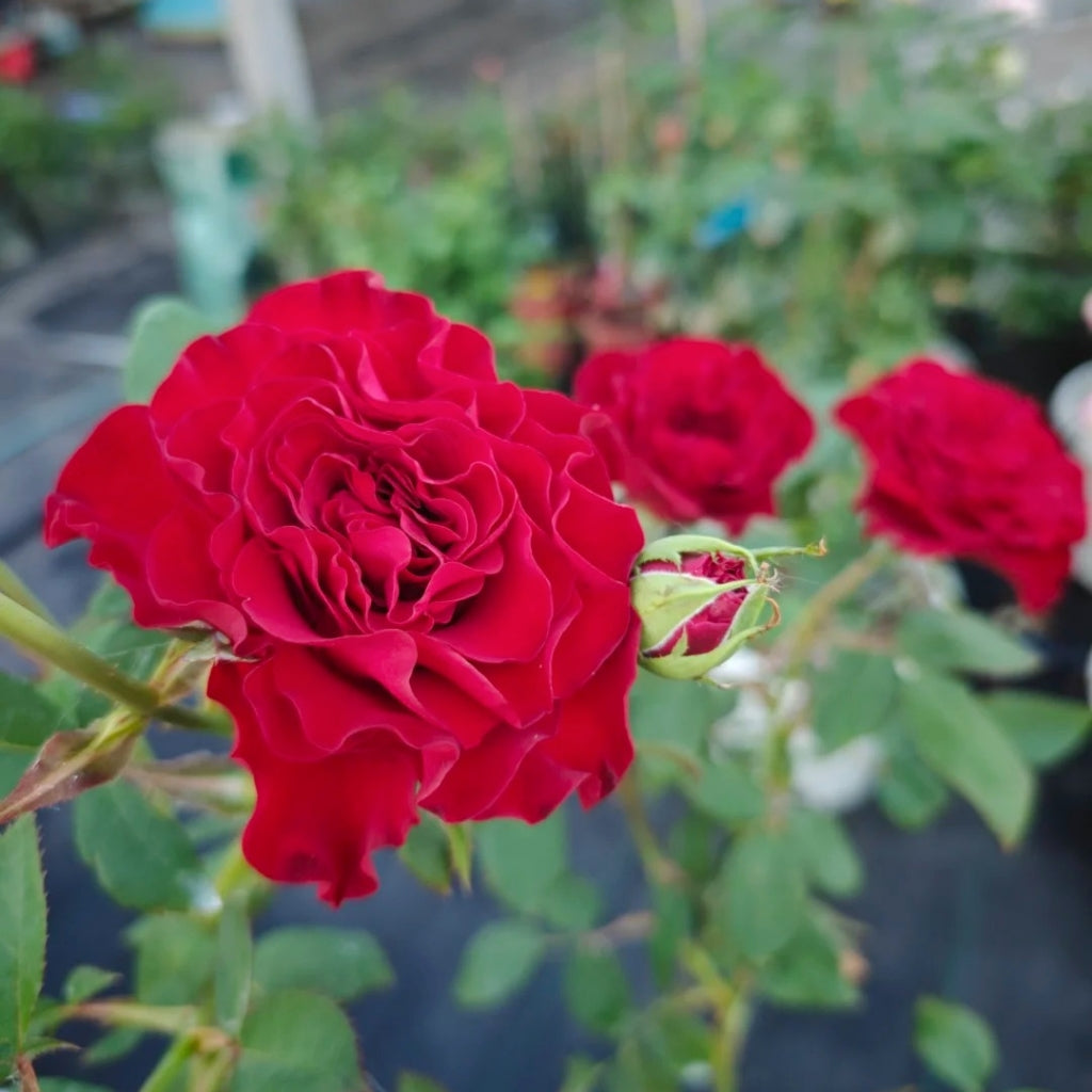 Hearts Rose