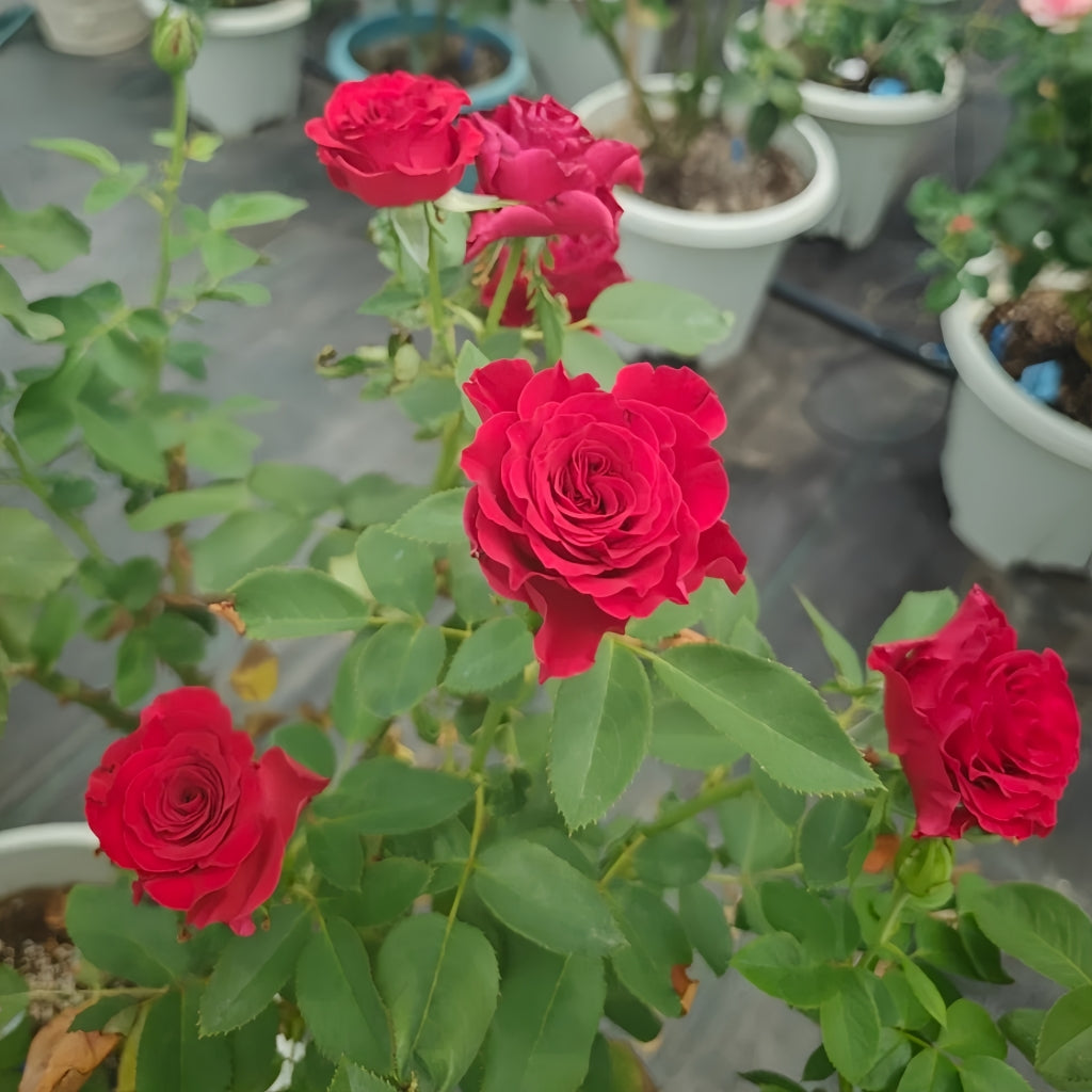 Hearts Rose