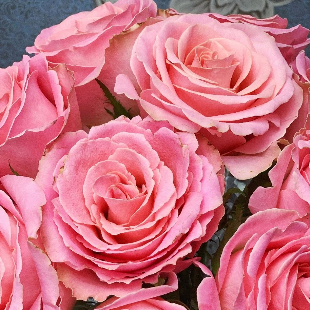 Hermosa Rose