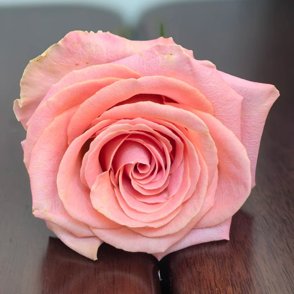 Hermosa Rose