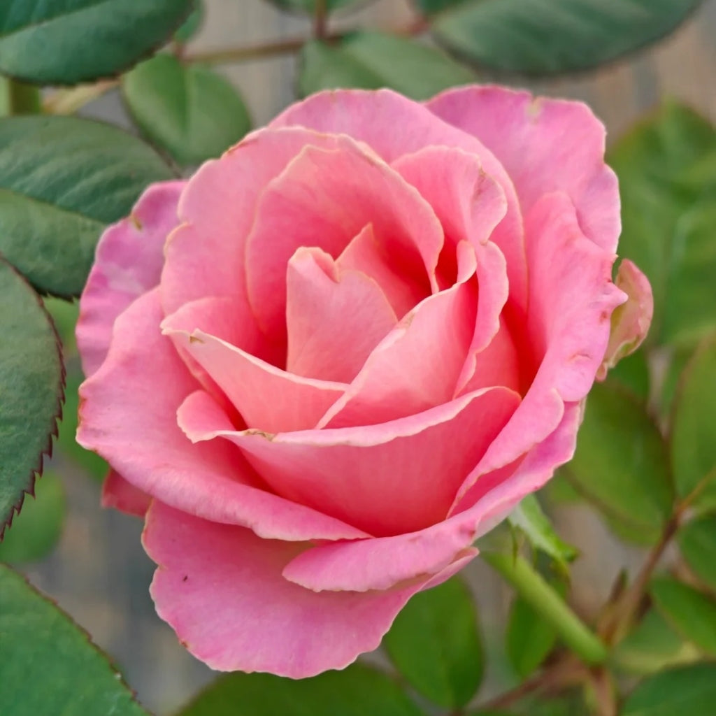 Hermosa Rose