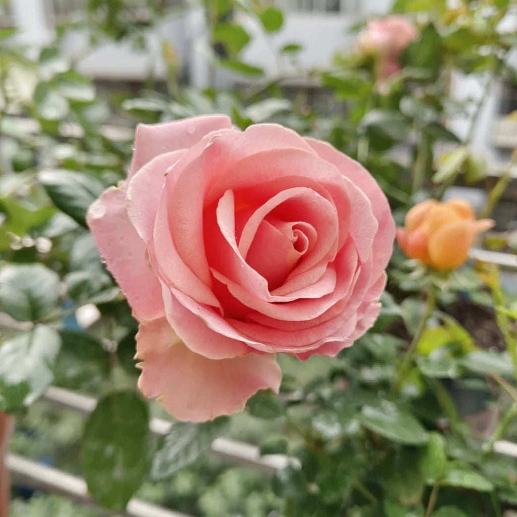 Hermosa Rose