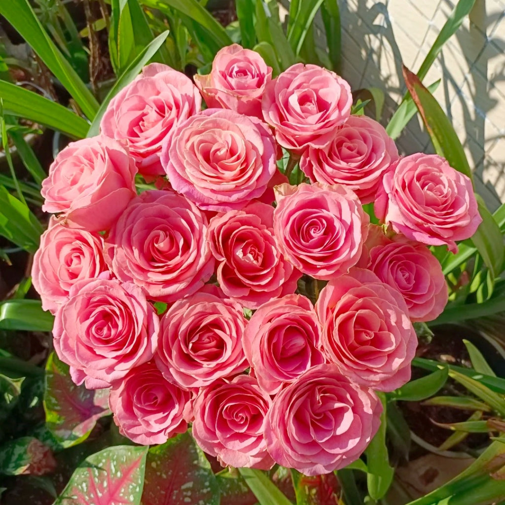 Hermosa Rose