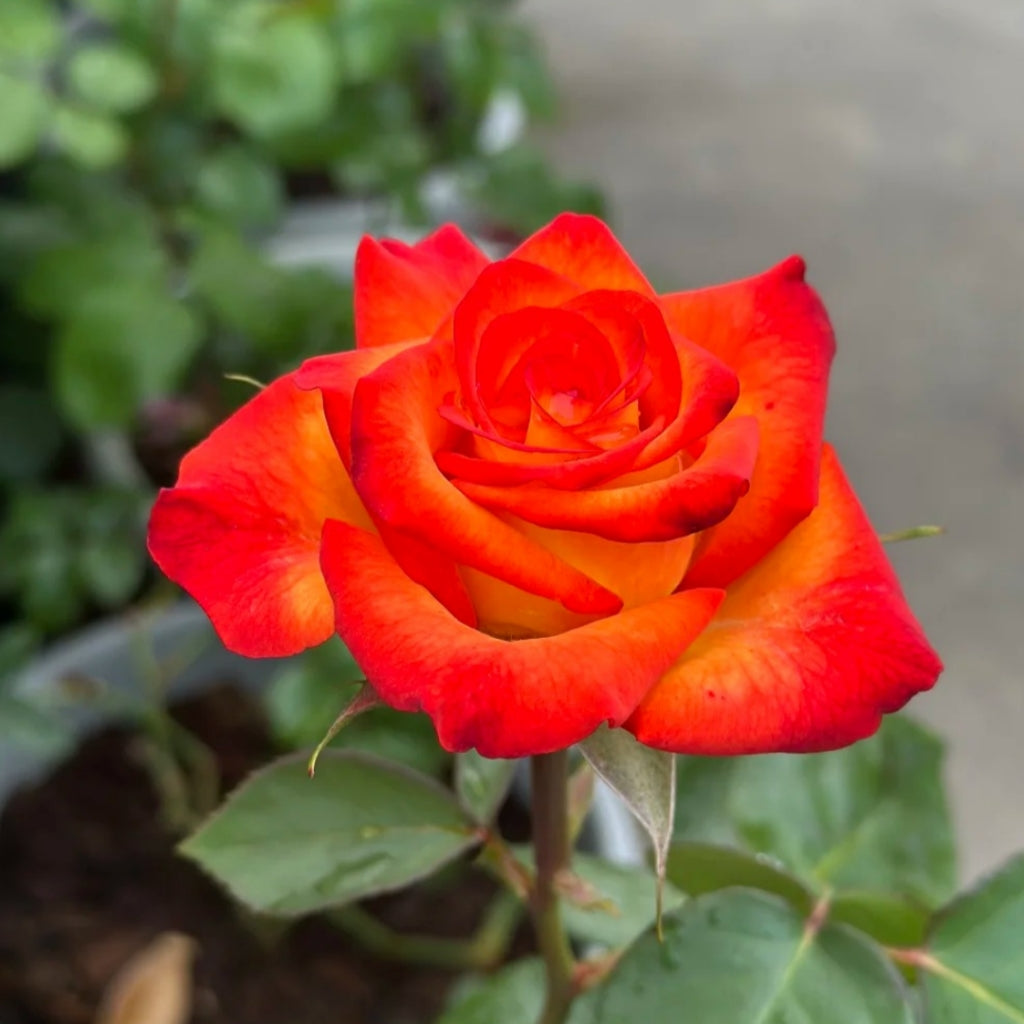 High Magic Rose – Rosesplant