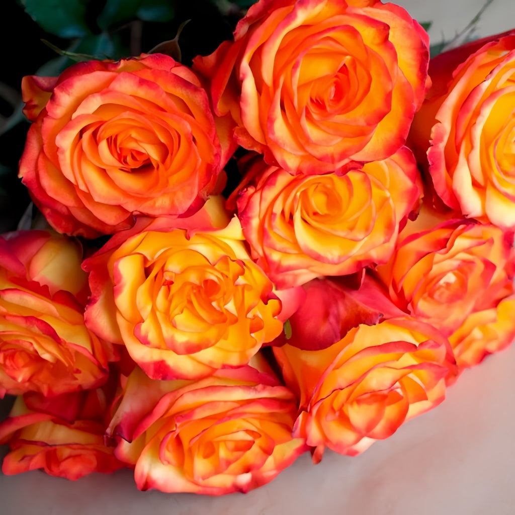 High Magic Rose