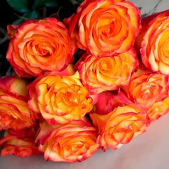 High Magic Rose