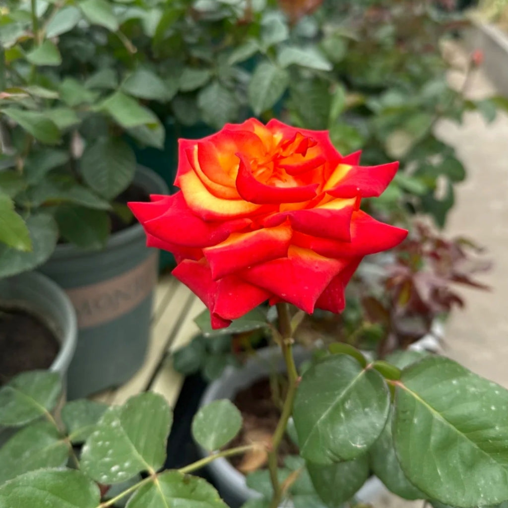 High Magic Rose