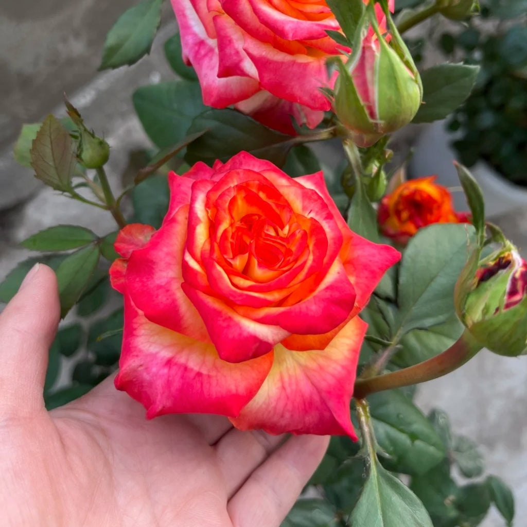 High Magic Rose