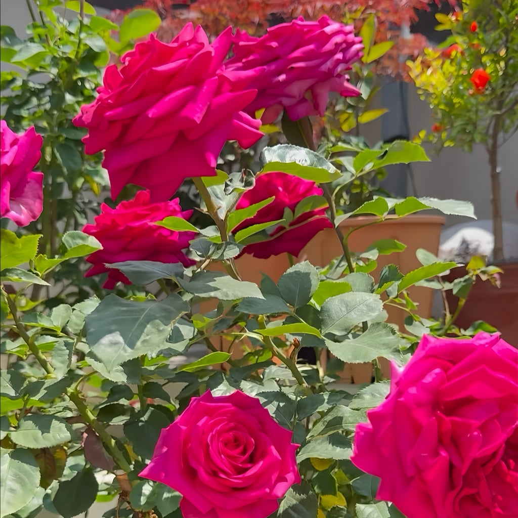 Hot X-pression Rose