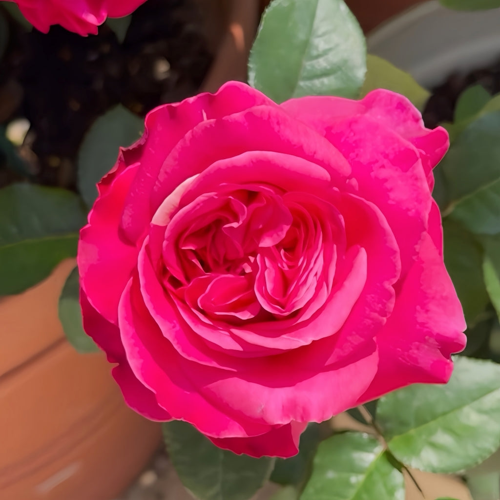 Hot X-pression Rose
