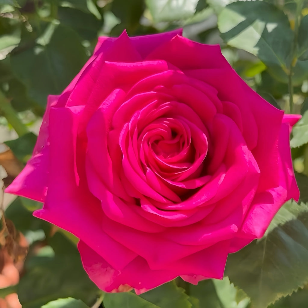 Hot X-pression Rose