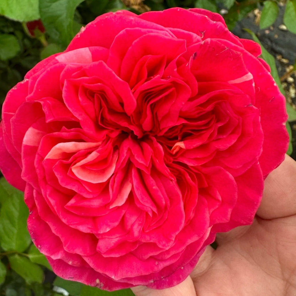 Hot X-pression Rose