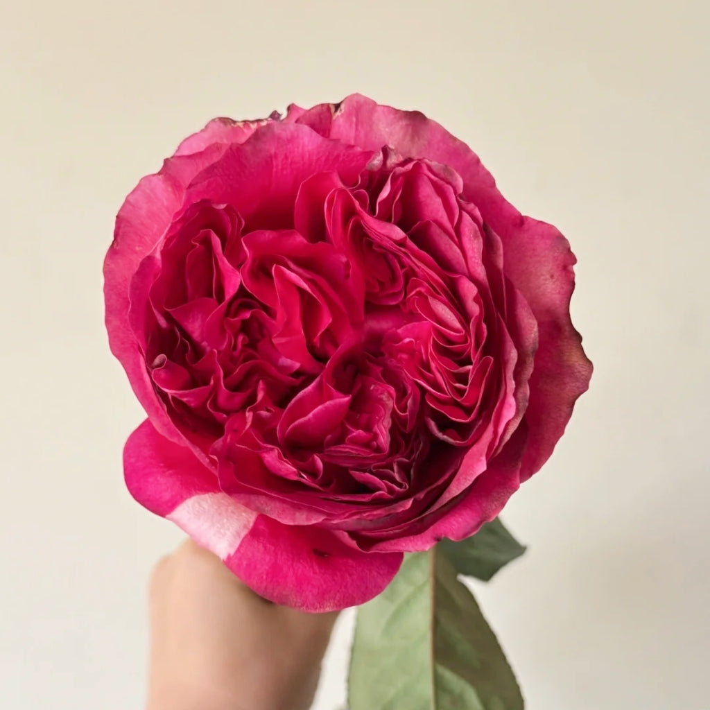 Hot X-pression Rose