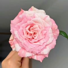 Huancai Rose