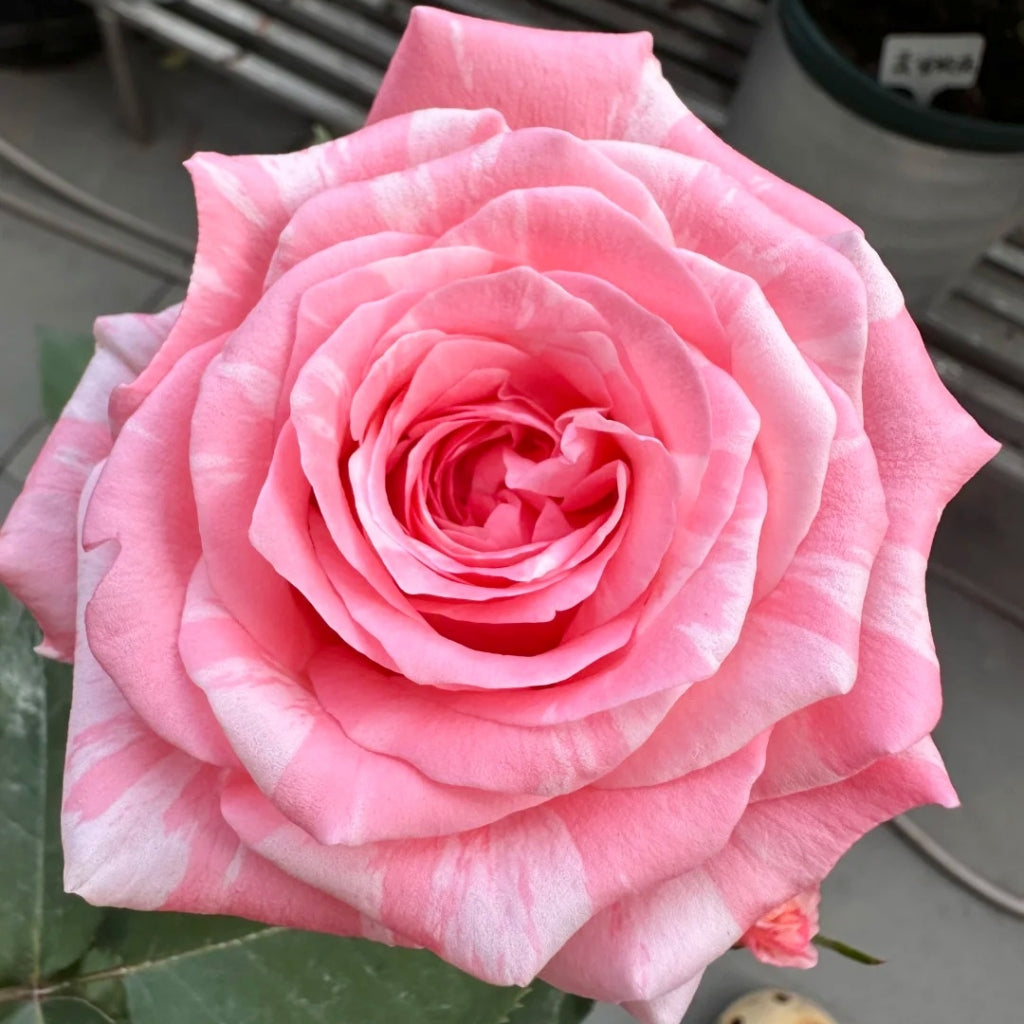 Huancai Rose