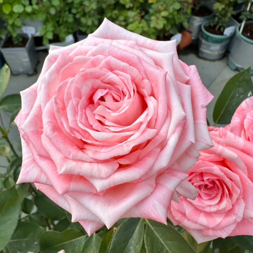 Huancai Rose