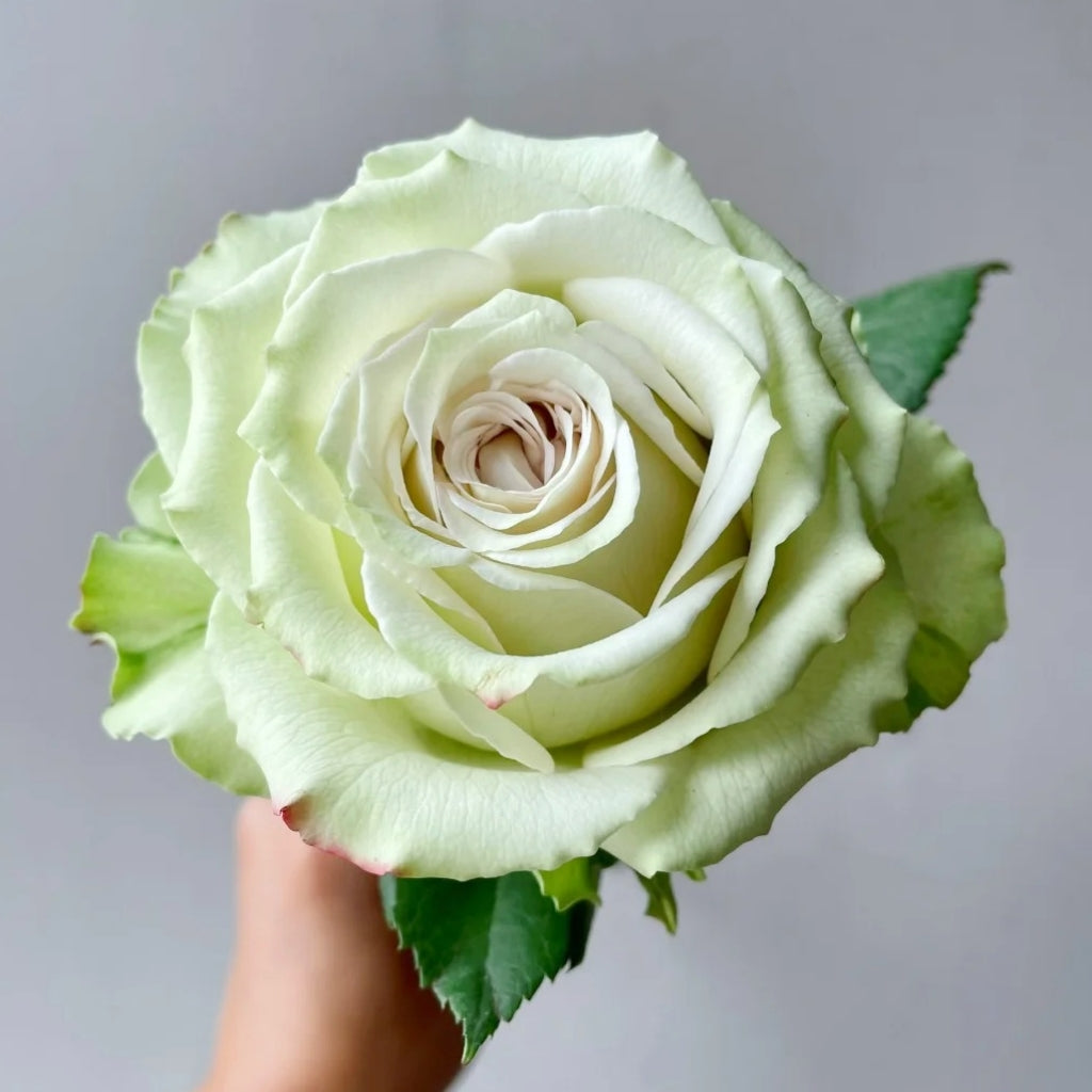 Hypnosis Rose