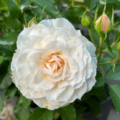Ice Cream Balcony Rose