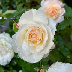 Ice Cream Balcony Rose