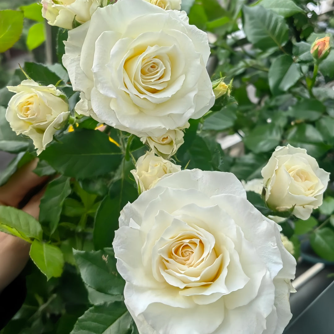 Ice Cream Balcony Rose