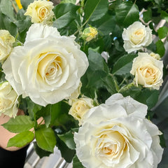 Ice Cream Balcony Rose