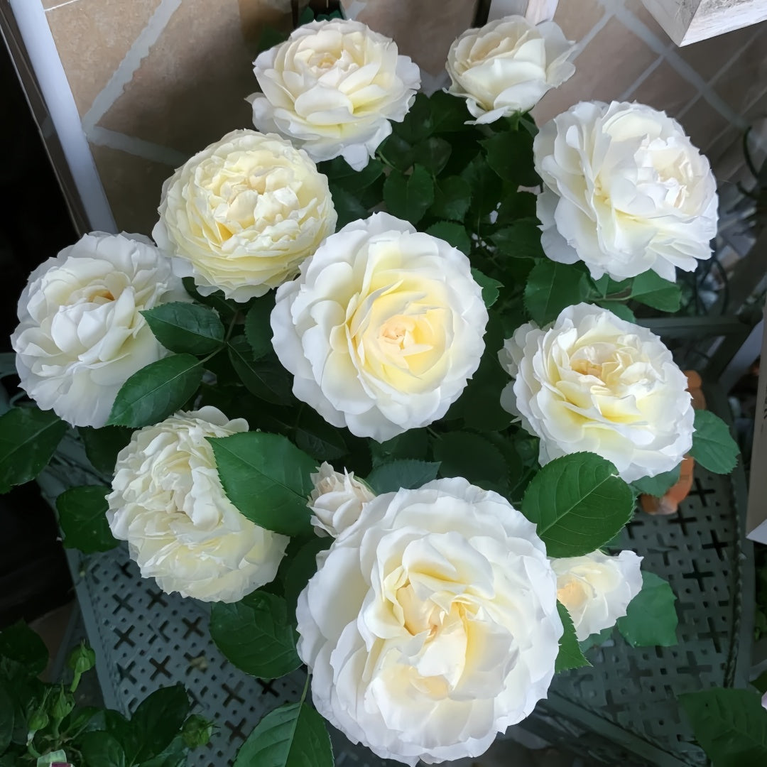 Ice Cream Balcony Rose
