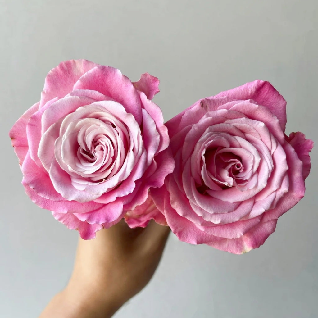 Ice Crown Princess Rose