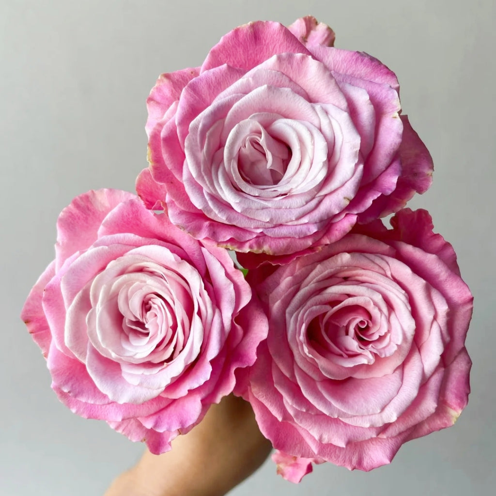 Ice Crown Princess Rose