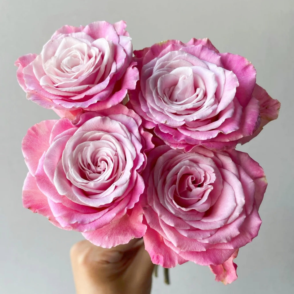 Ice Crown Princess Rose