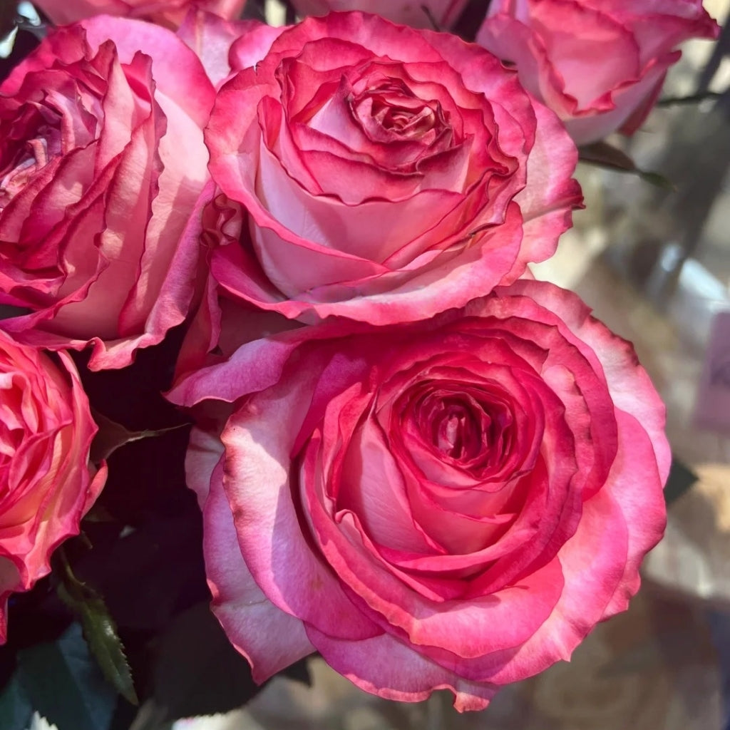 Ice Red Velvet Rose