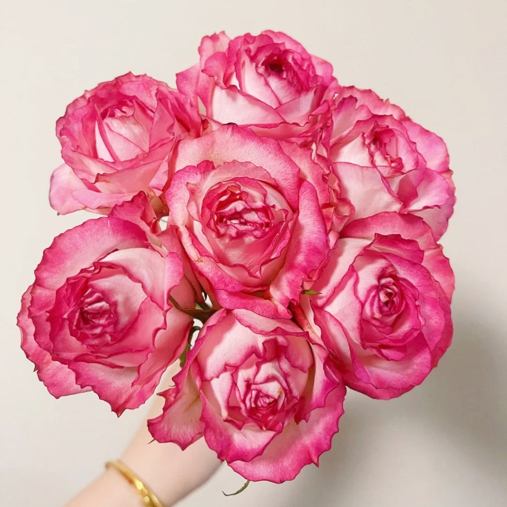 Ice Red Velvet Rose
