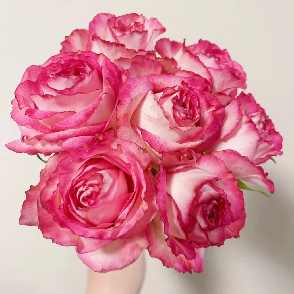 Ice Red Velvet Rose