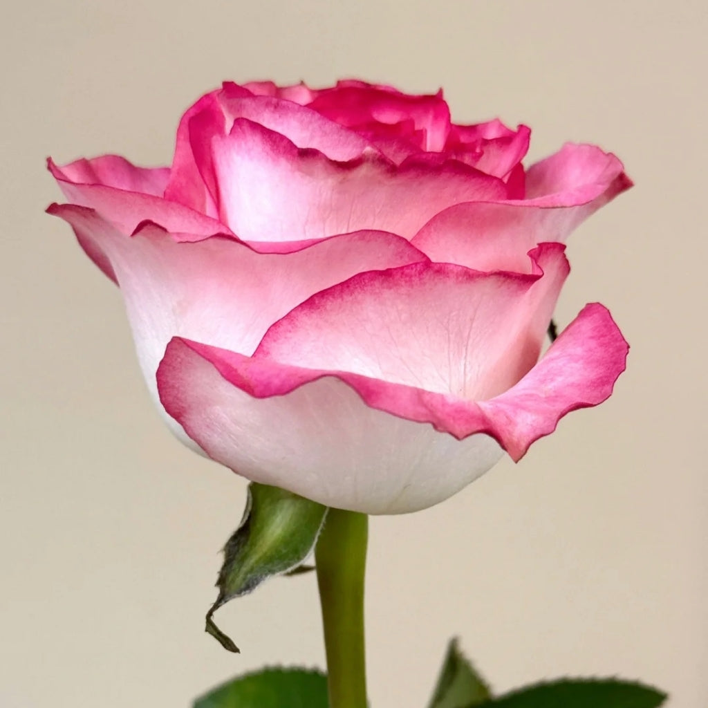 Ice Red Velvet Rose
