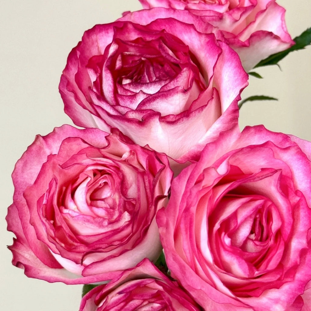 Ice Red Velvet Rose