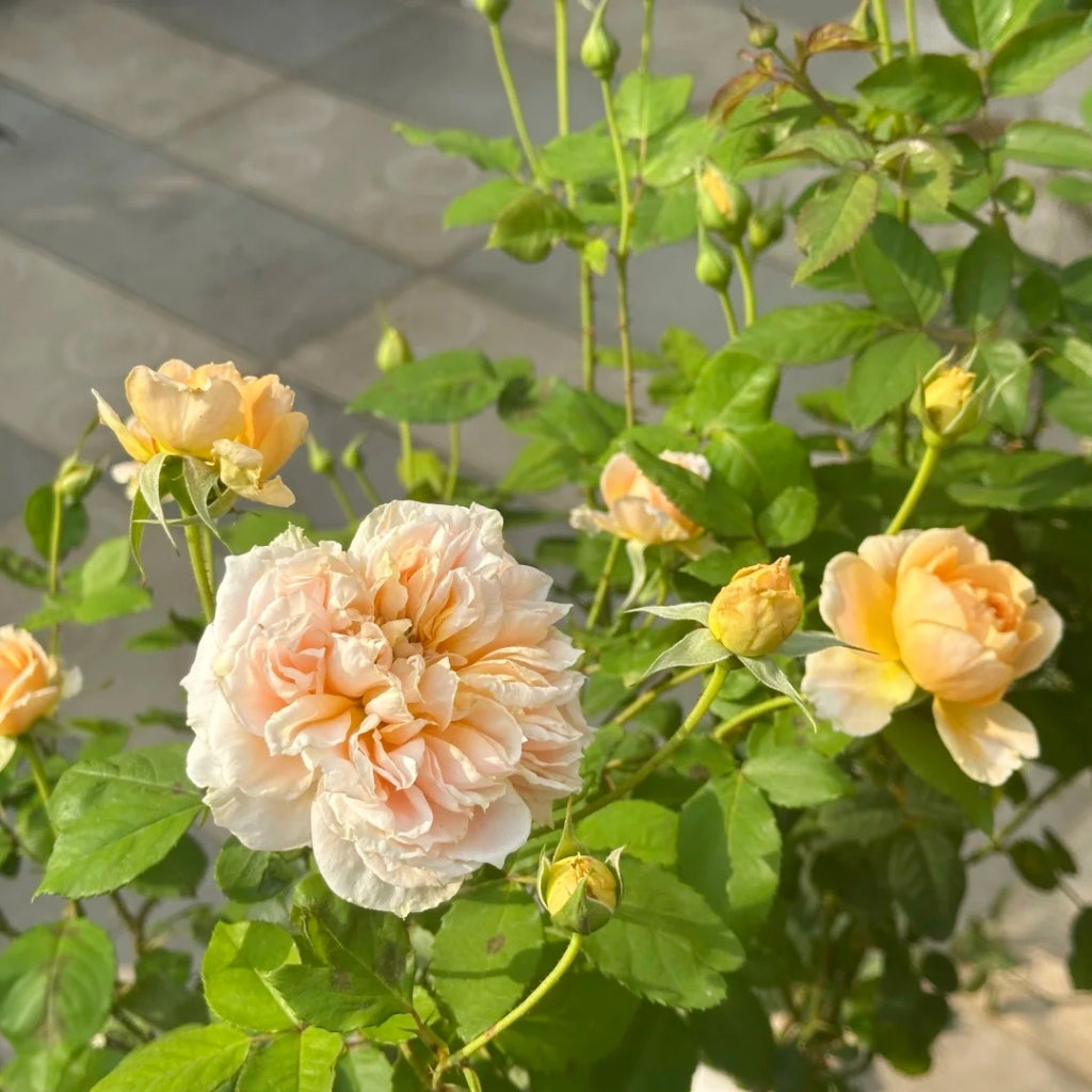 Yellow Impact Color Roses Impact Rose – Rosesplant