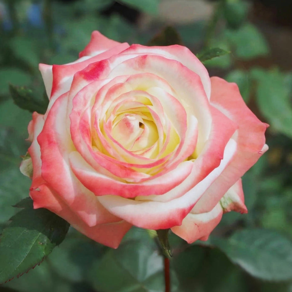 Multicolored Roses – Rosesplant