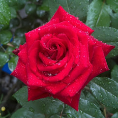 Ingrid Bergman Rose