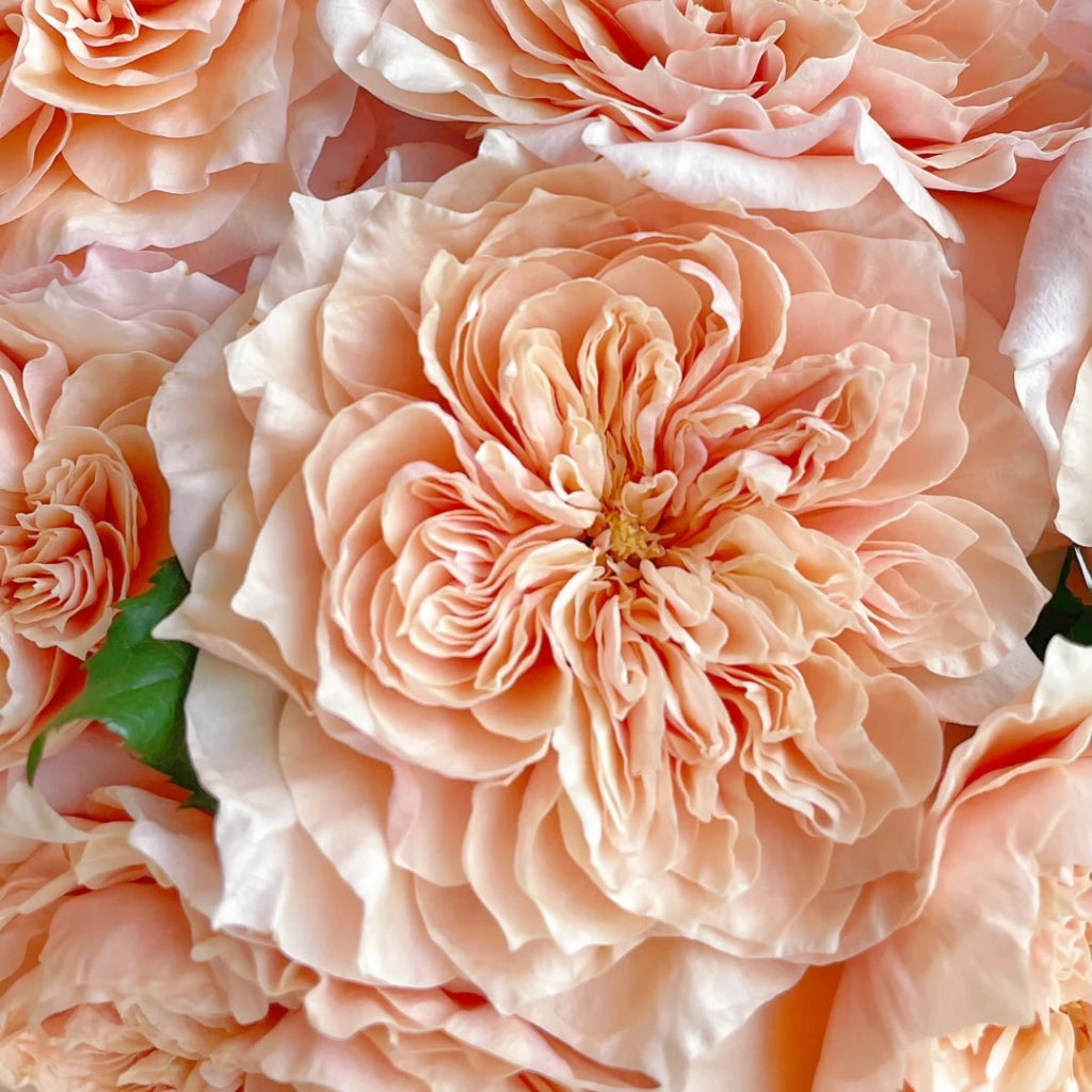 Issei Rose