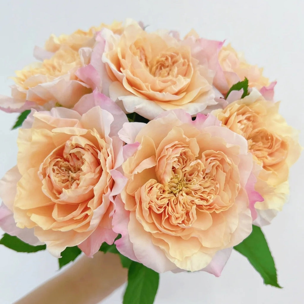 Issei Rose