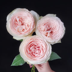 Jade Terrace Rose
