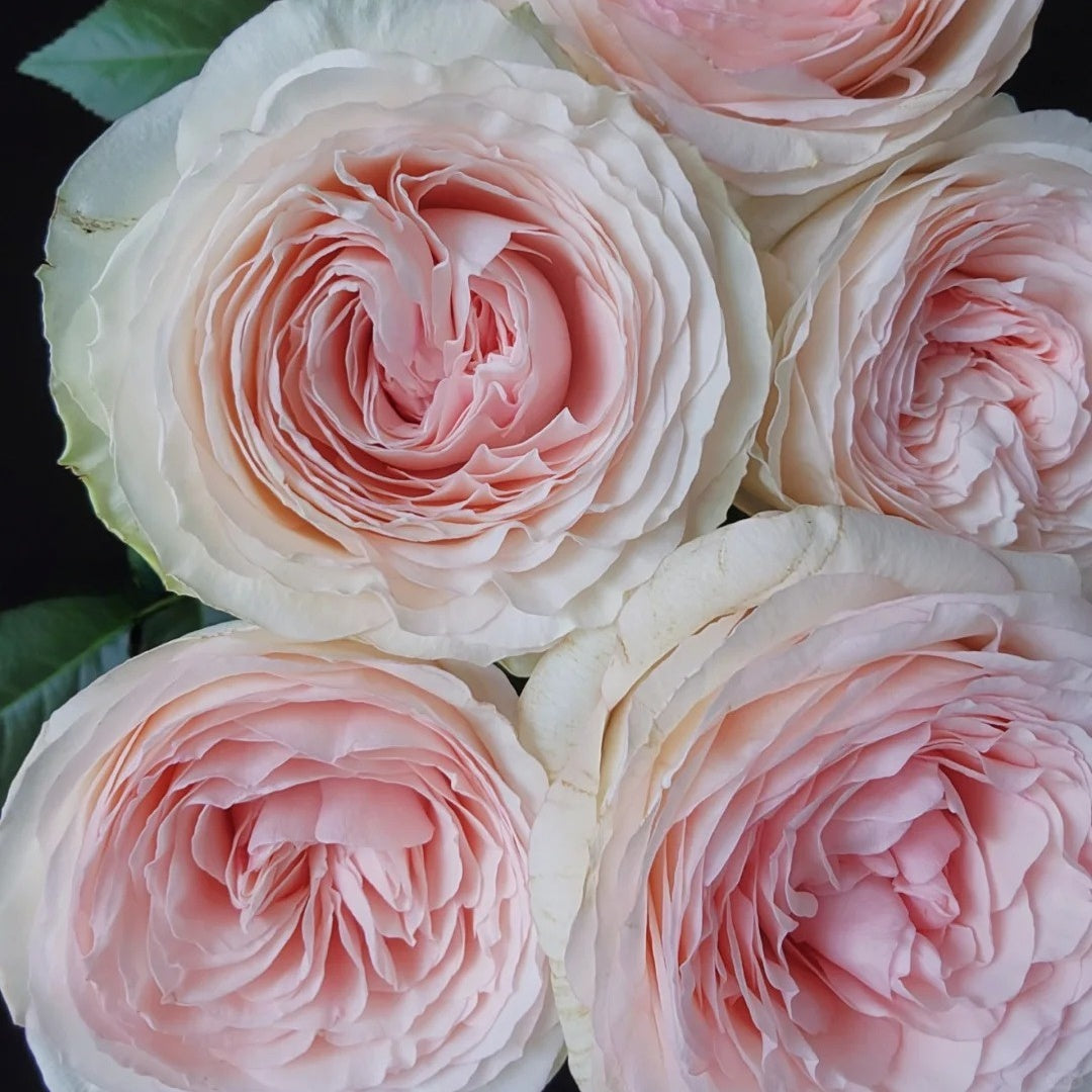 Jade Terrace Rose