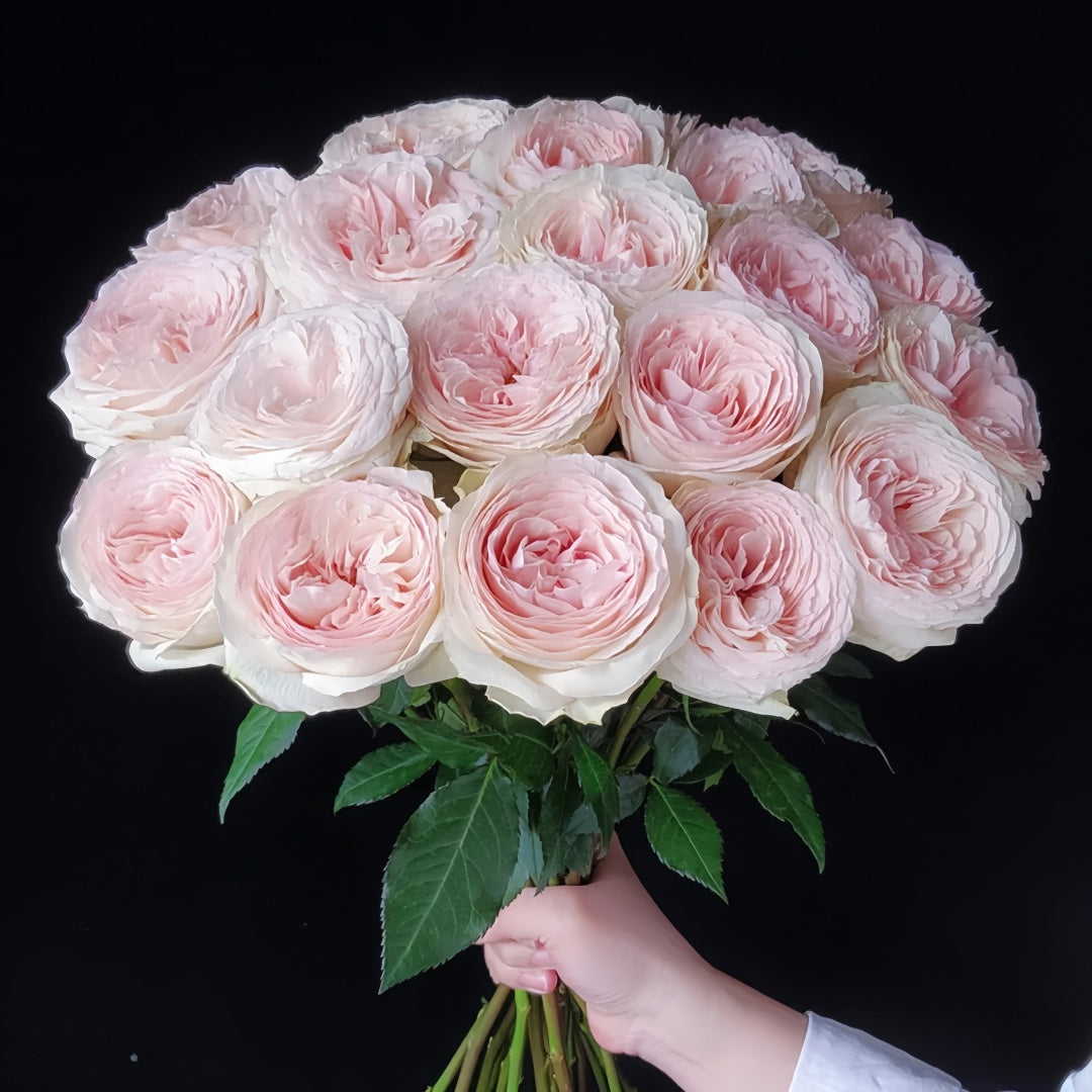 Jade Terrace Rose