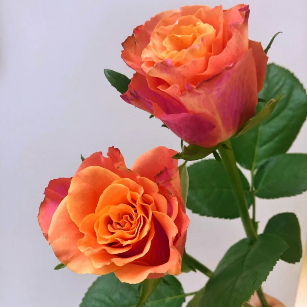 Jameson Roses Jamaica Rose – Rosesplant
